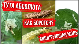 видео: Тута Абсолюта, минирующая моль. Как бороться? картинка: Тута Абсолюта, минирующая моль. Как бороться?