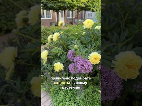 Video: Záhradníctvo v tieni – výber hraničných rastlín do tieňa