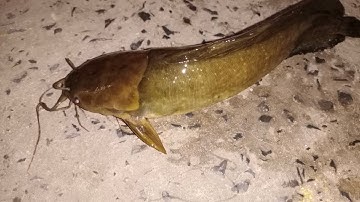 Câu cá rô đồng, trê vàng thiên nhiên: điểm câu huyền thoại cá khủng vẫn còn nhiều.