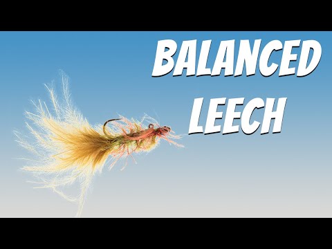 Balanced Leech - Bruised