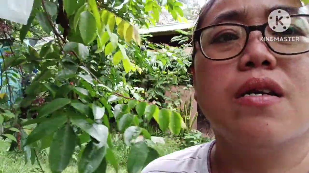 Bungkus buah belimbing & diserang semut jahat.