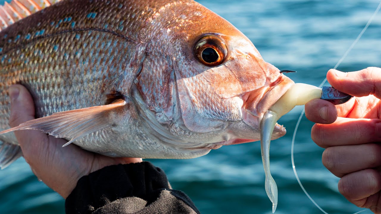 Soft Bait tricks for Auckland Snapper. 