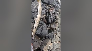 Lure cá nhồng biển Phú yên quá phê 