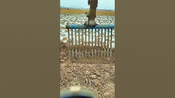 The process of digging yam #craftsmanship