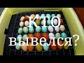 Инкубация Цветного Микса куриных яиц. Как прошла и кто вывелся.