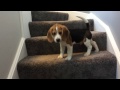 Beagle puppy learns how to go down stairs funny ending