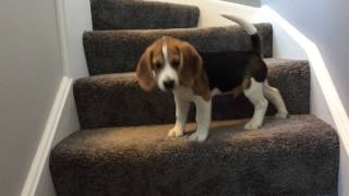 Beagle puppy learns how to go down stairs... FUNNY ENDING