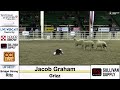 Denver NWSS 2025 Grizz Sheep Trial