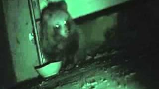 Tanuki in Central Japan, January 2012 by Tom Hayes 355 views 12 years ago 4 minutes, 58 seconds