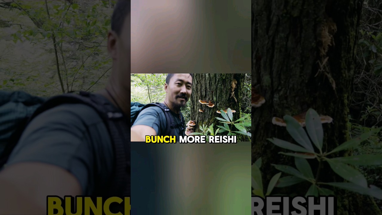 Day 14 🍄 Foraging All Day! 