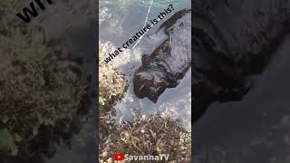 What Creature Is This?