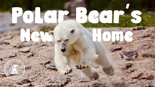 Polar Bear family discover new home