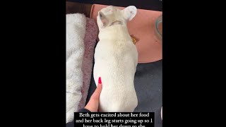 Dog gets excited about her food and her back leg by WG Fans 1,011 views 1 month ago 1 minute, 6 seconds