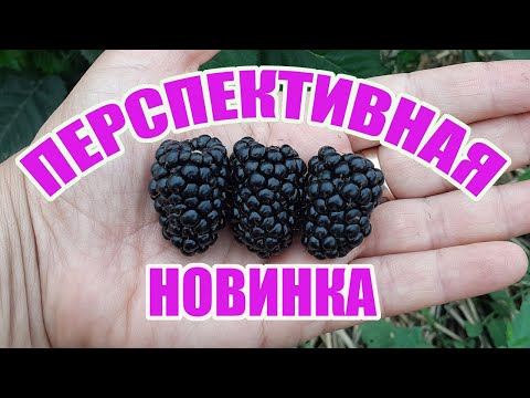 Вопрос: Ремонтантная ежевика существует?