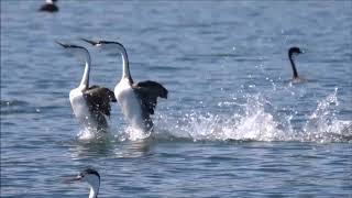 Courtship Dance of Clark's and Western Grebes