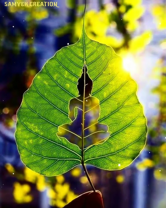 💙Buddha Jane Davila Pimpalachya Panavar Status Edit in Alight Motion #viral @samyakcreation5430