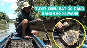 Tuyệt chiêu bắt ốc đắng giúp lão nông miền Tây bỏ túi tiền triệu mỗi ngày