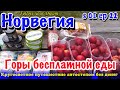 Снова нашли много бесплатной еды. Не знаем что с ней делать. Стрюн. Норвегия. Сезон 01 Серия 22