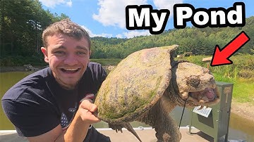 I Trapped the Snapping Turtles Out of My Pond!