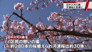 桜 河津 江戸川 区 【東京都】江戸川区 旧中川沿いの河津桜