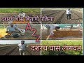 दशरथ घास पेरणी / लागवड व / बियाण्यावर प्रक्रिया   A 2 Z माहिती Dashrath grass lagwad