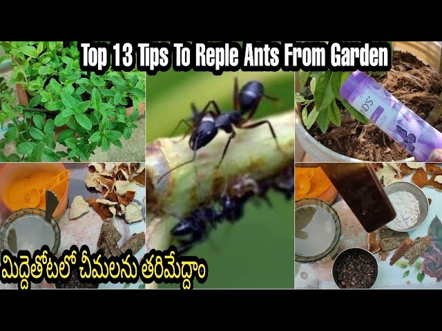 How To Repel Ants From Garden | మిద్దెతోటలో చీమల ప్రాబ్లెమ్ ఉన్నవాళ్లు మిస్  కాకండి - YouTube