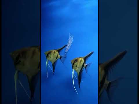 فيديو: هل ستأكل ملائكية البحر أسماك التترا؟