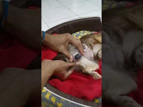  เจสซี่ีชิวาวาน้อยคลอดลูก Ep.2