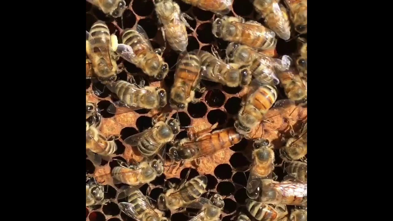 The Sound Of A Queen Bee Piping YouTube