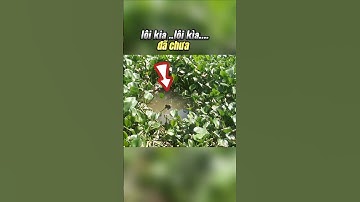 Câu cá rô trong đám lục bình #thailefishing #fishing