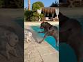 Poolside Mishap😱💦 Tiny Chihuahua Scares Huge Pit Bull!