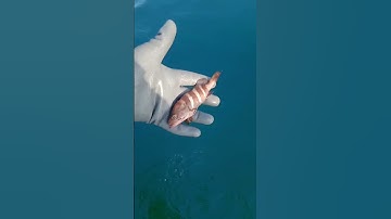 Again one time small grouper || saved life 💯#fishing #viral #goa #shorts