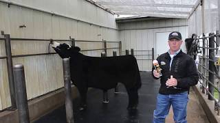 Selecting the Right Show Calf Fitting Adhesive Remover