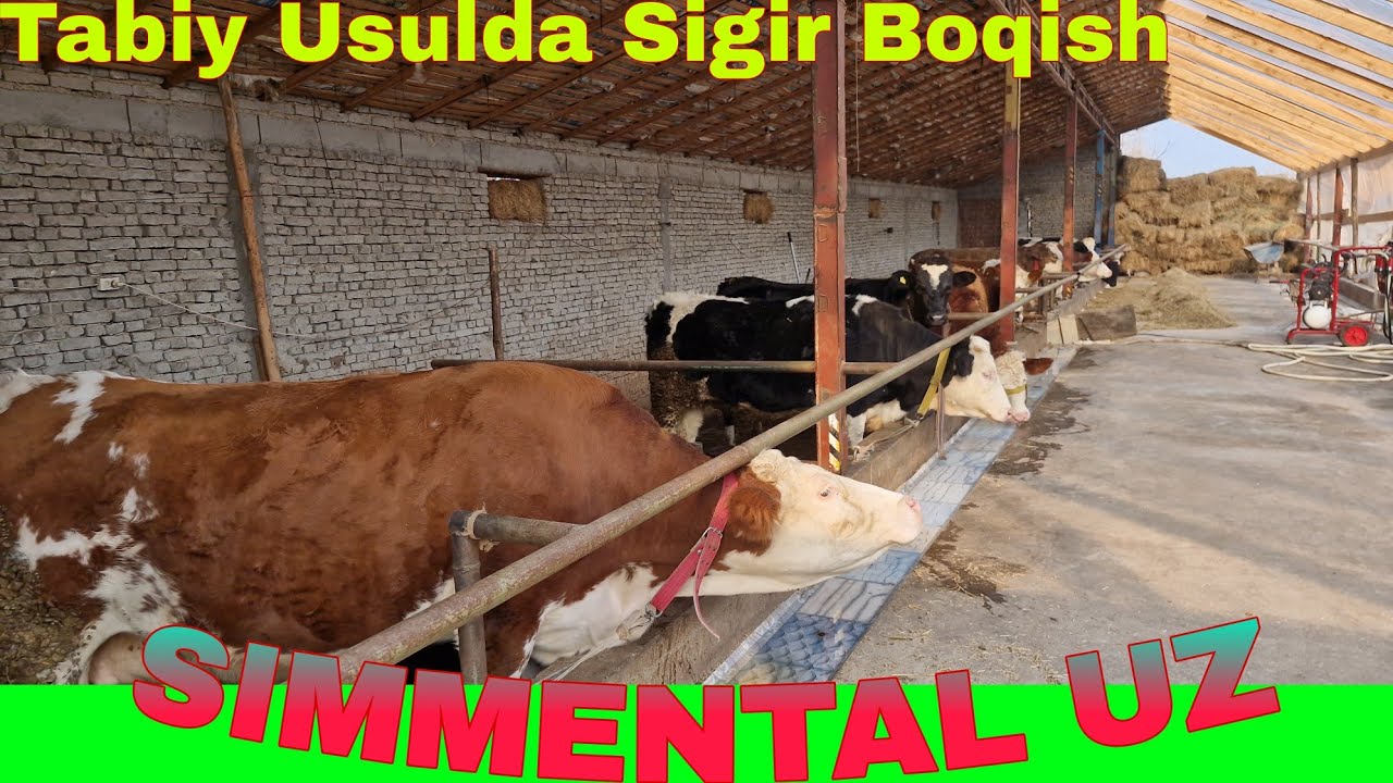 1 Oyda Qancha SOF Daromad Sigir Boqib Yoki Buqa Boqan Yaxshimi