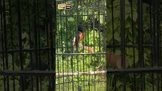 Download Lagu EDAN !!! murai batu gacor poll DRK MURAI BATU MP3