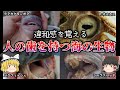 【ゆっくり解説】人の「歯」を持つ海の生物がヤバい