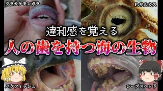 【ゆっくり解説】人の「歯」を持つ海の生物がヤバい