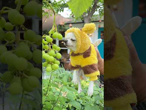 花の匂いに誘われたルミちゃん🐝　別アングル編　#チワワ #chihuahuafanclub #dog #chihuahua #dog #bee