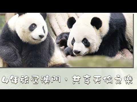 4年旅居澳门，共享天伦之乐| iPanda熊貓頻道