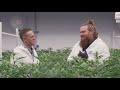To Put it Bluntly... | Discover Marijuana
