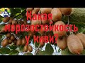 Какая морозостойкость у киви?