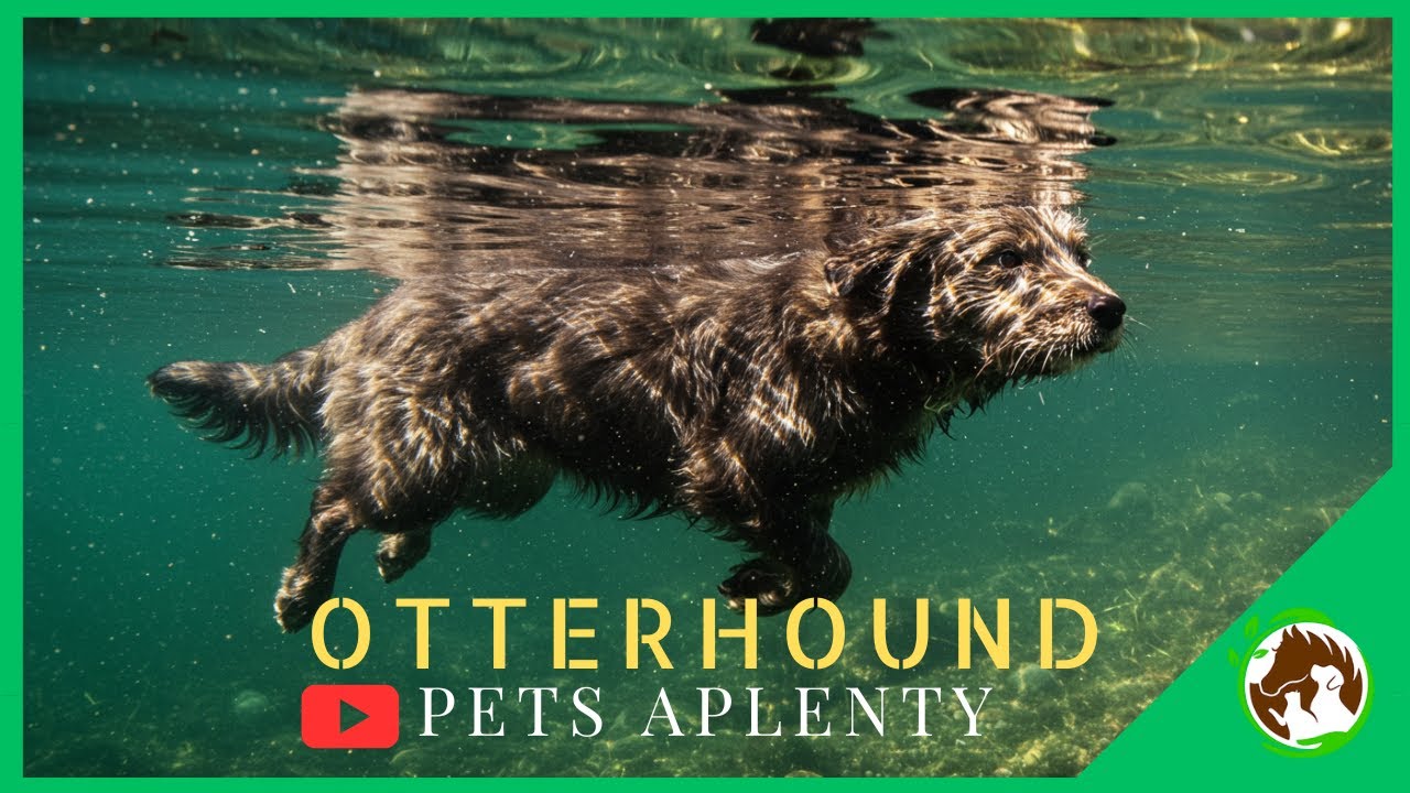 Meet the OTTERHOUND: The RARE & LOVABLE Dog Breed!
