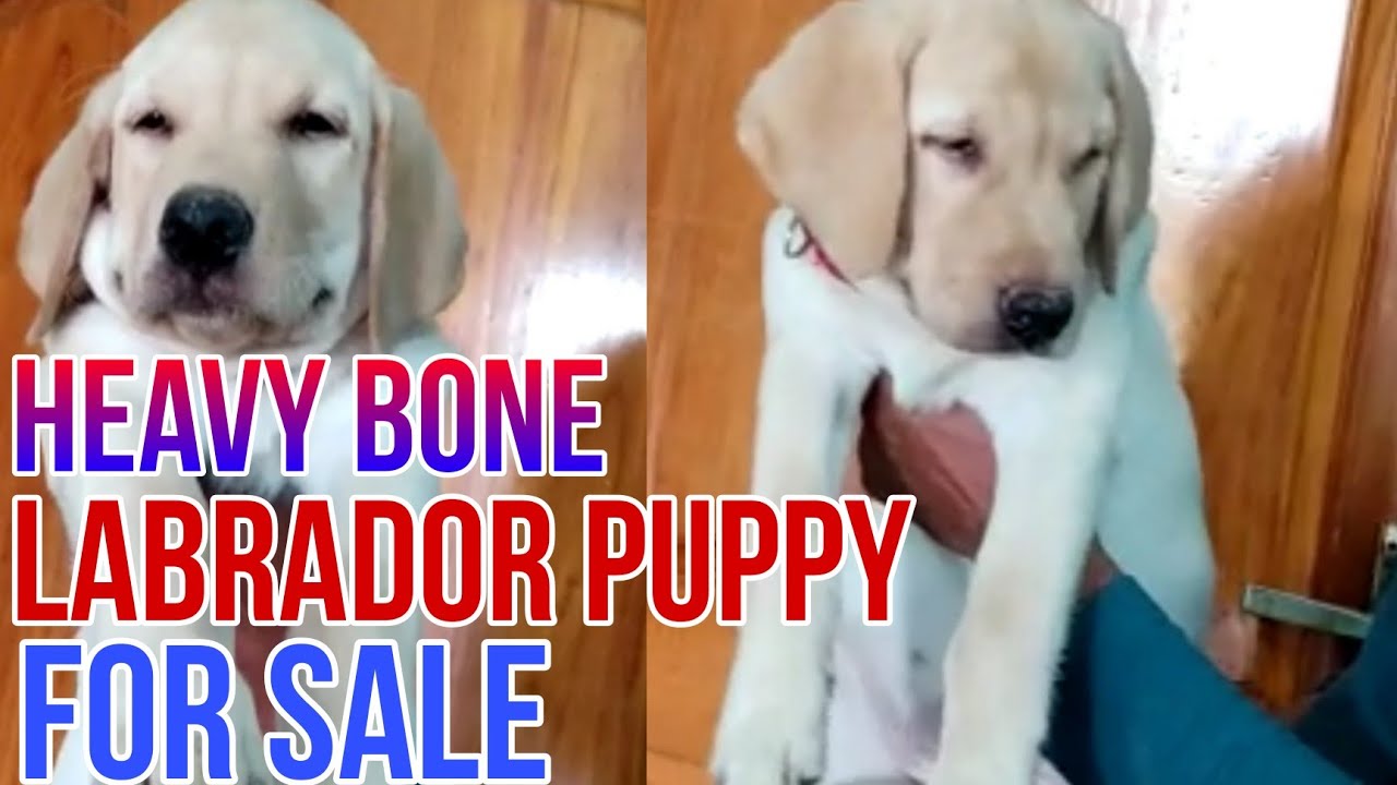 Heavy Bone Lab Heavy bone Labrador male puppy for sale in Telugu/ sold out ...