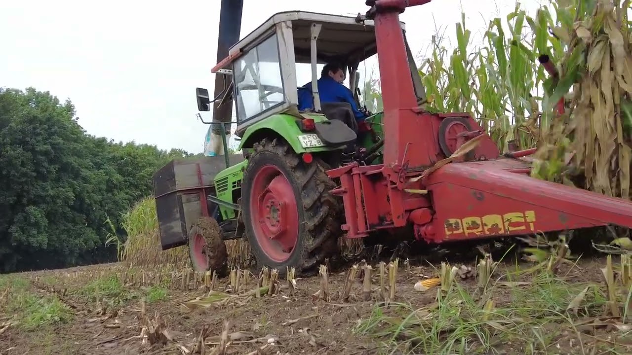 Maishäckseln, 5206, Kemper, Mais Häckseln