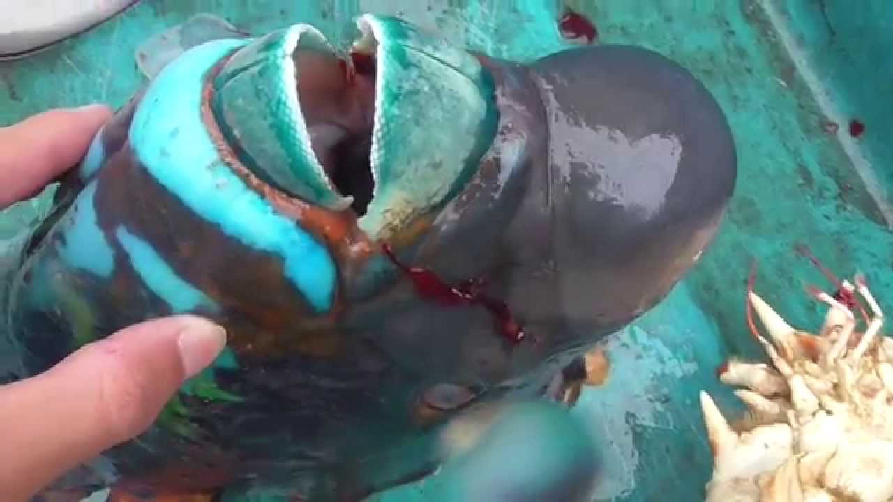 アオブダイの歯って鋭い Youtube