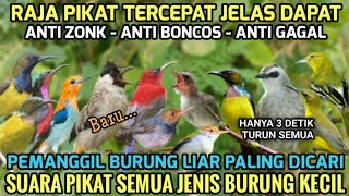 Download Lagu Suara Pikat Semua Burung Kecil Paling Dicari 2026 MP3
