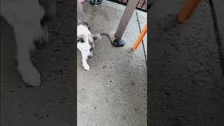 Bella The Queen Pitbull 2