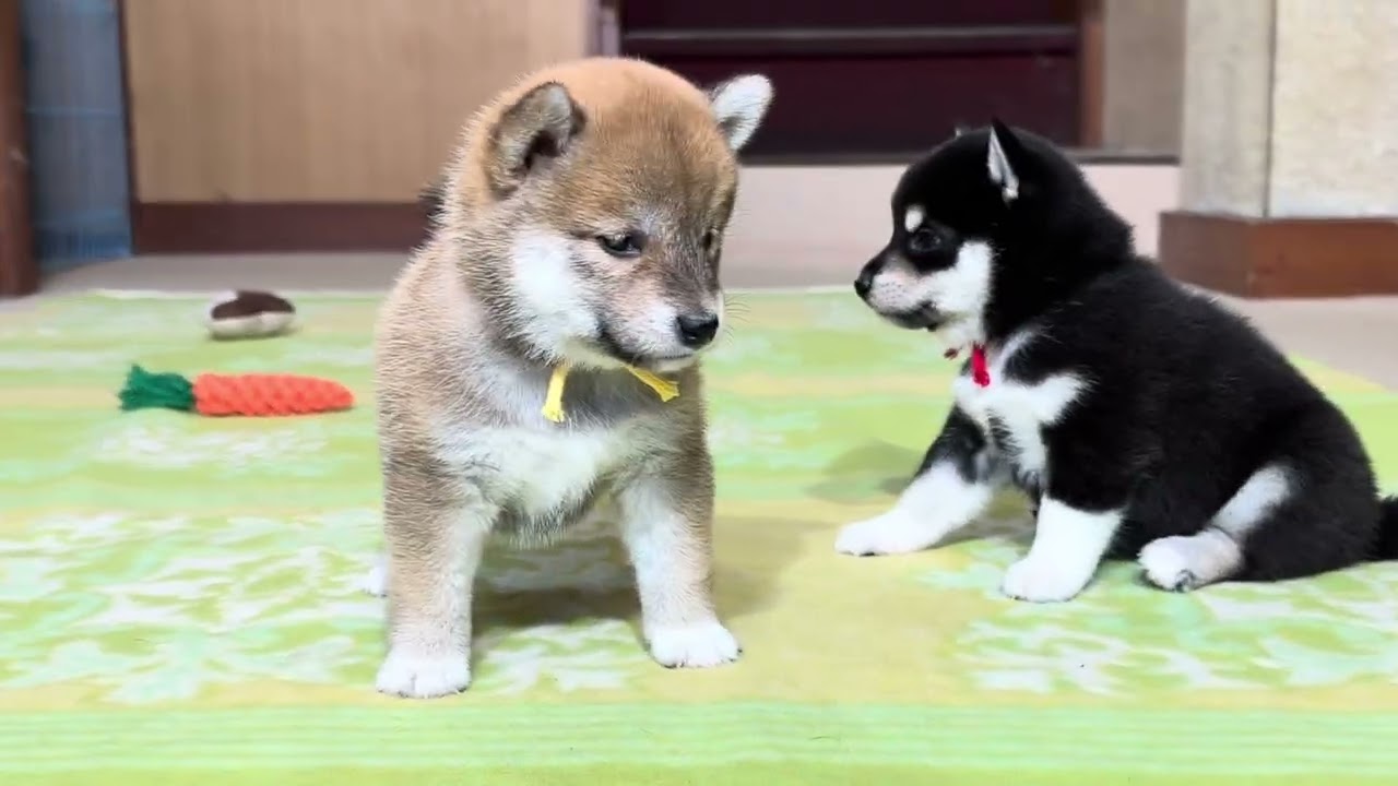 癒しの柴ちゃん、2026.6.04生まれの麻綾の子犬達、活発になりましたね