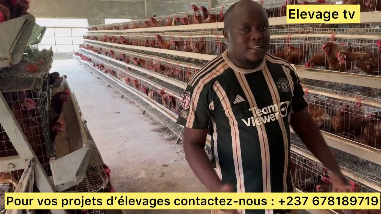 Elevage des pondeuses dans les batteries en Afrique activité économique Fortement rentable