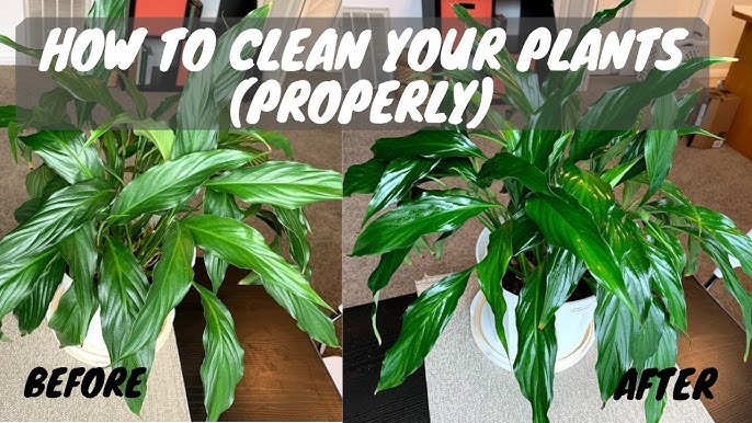 How to Clean and Shine Plant Leaves